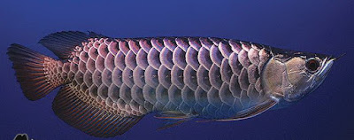 Ikan Arwana