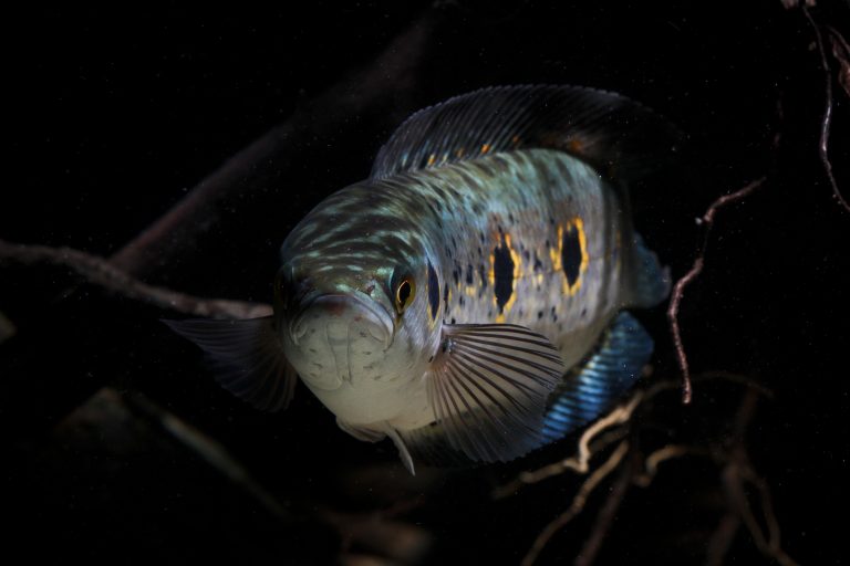 merawat_ikan_channa_sdi