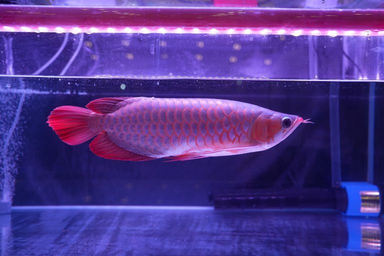 ikan_arwana_sdi