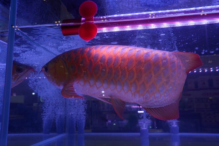 TANNING IKAN ARWANA