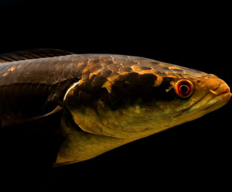 ikan channa