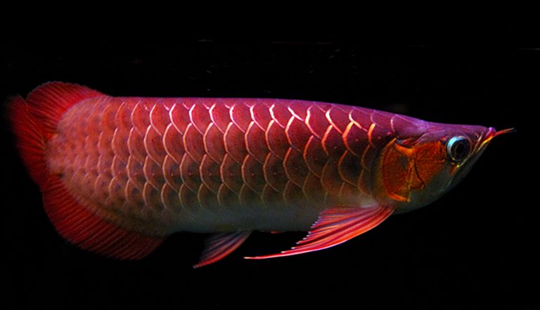 TANNING IKAN ARWANA