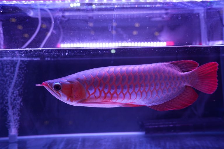 lampu tanning arwana