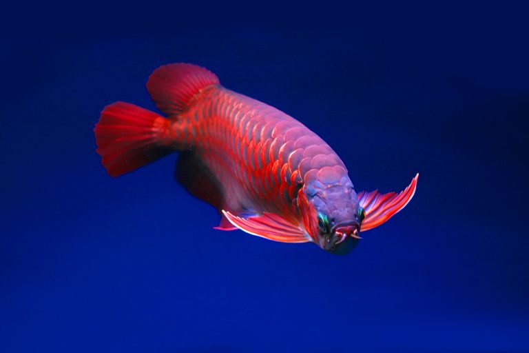 Ikan Arwana