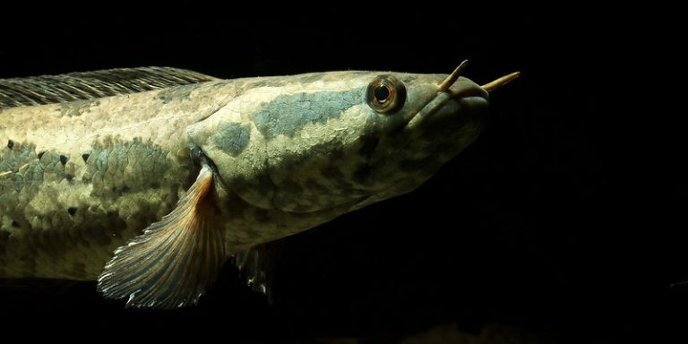 Ikan Channa