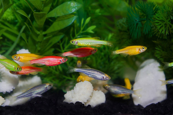 Ikan Glofish