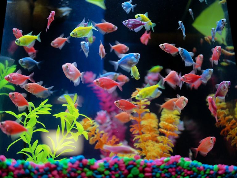 Ikan Glofish
