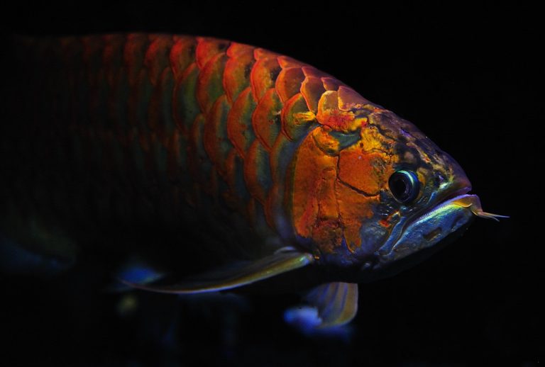tankmate ikan arwana