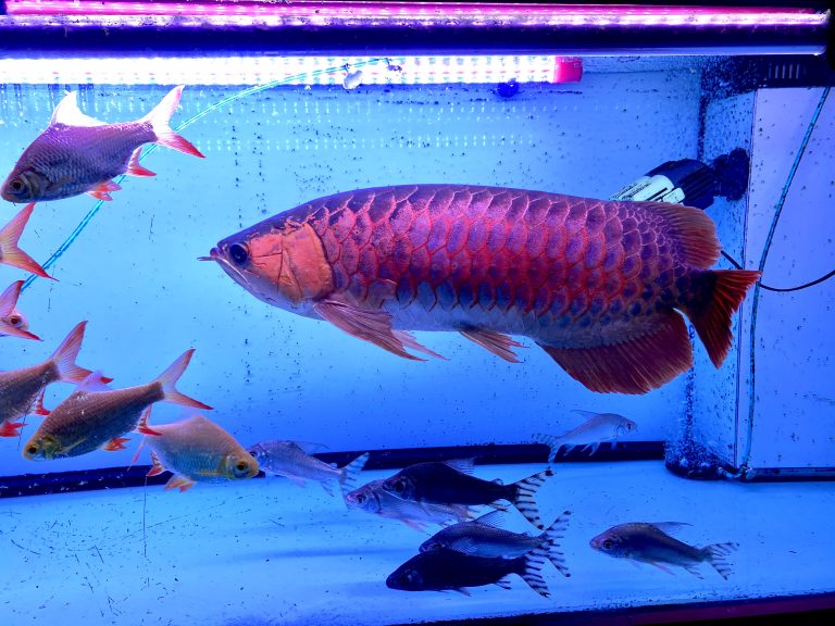 ikan arwana