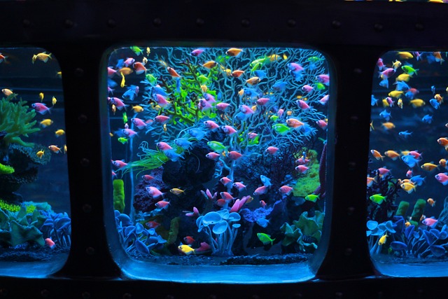 aquarium
