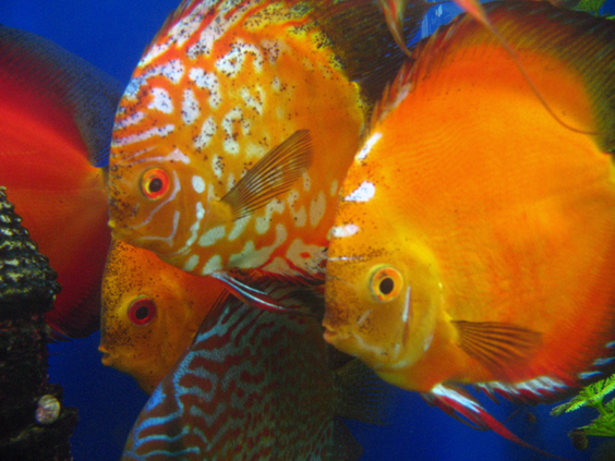 memelihara ikan discus