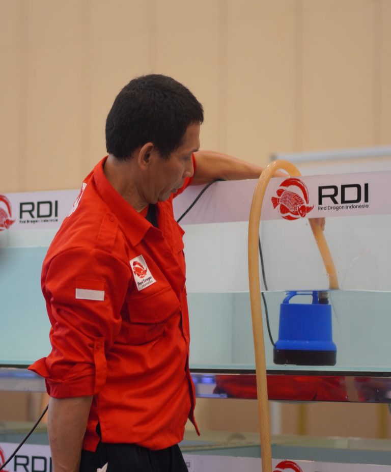 mengganti air aquarium