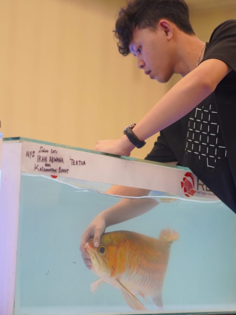Memindahkan Ikan Arwana