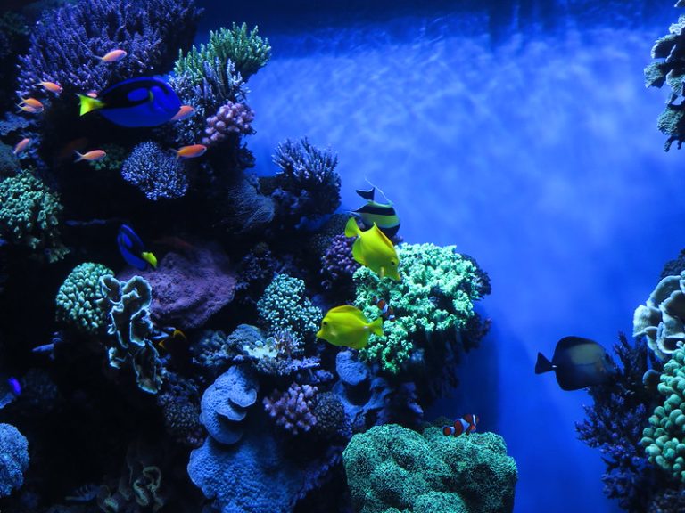 Perlengkapan Aquarium Laut