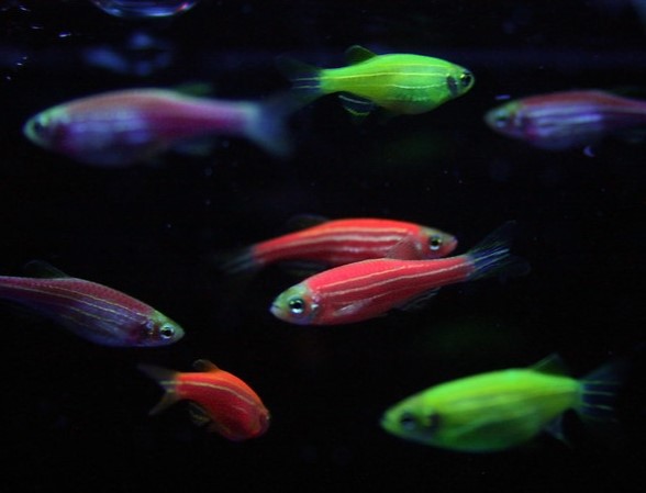Glofish Cepat Mati