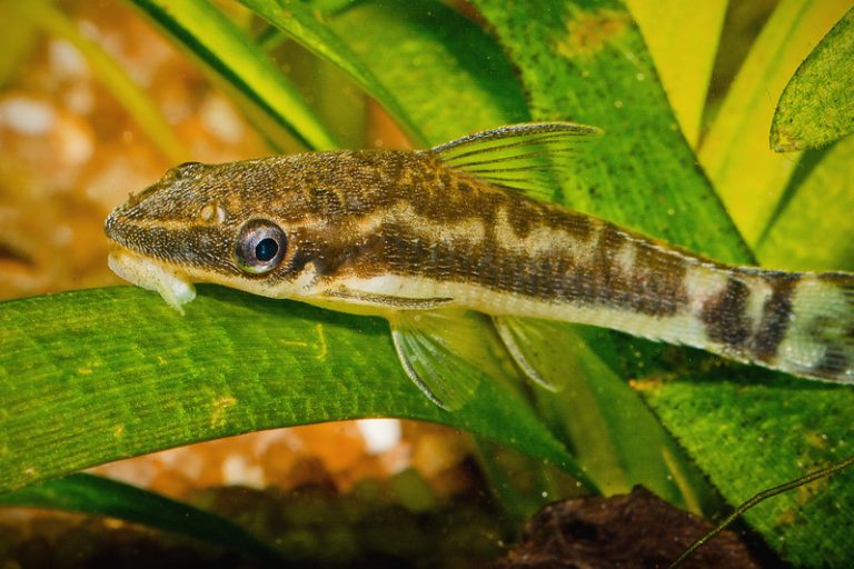 Ikan Pembersih Kotoran