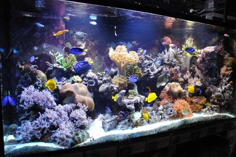 Cycling Aquarium Laut