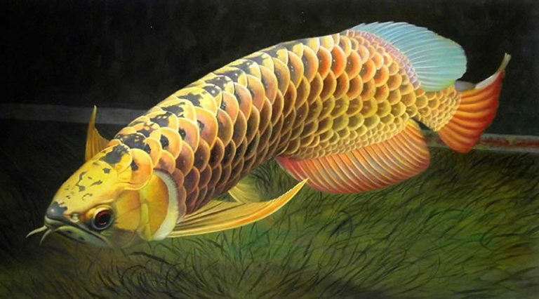 Pakan Ikan Arwana