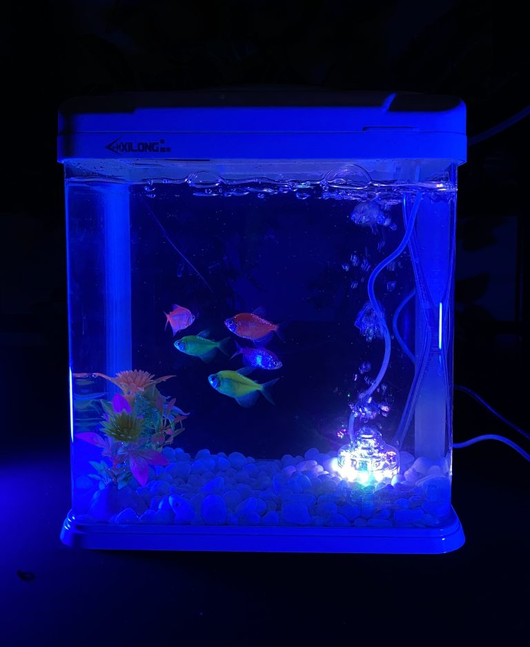Aquarium Glofish