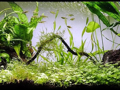 Tanaman Hias Aquarium
