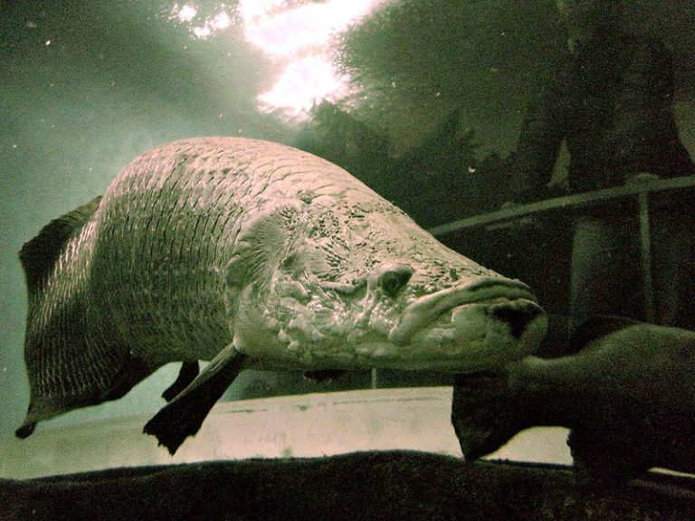 ikan arapaima dilarang