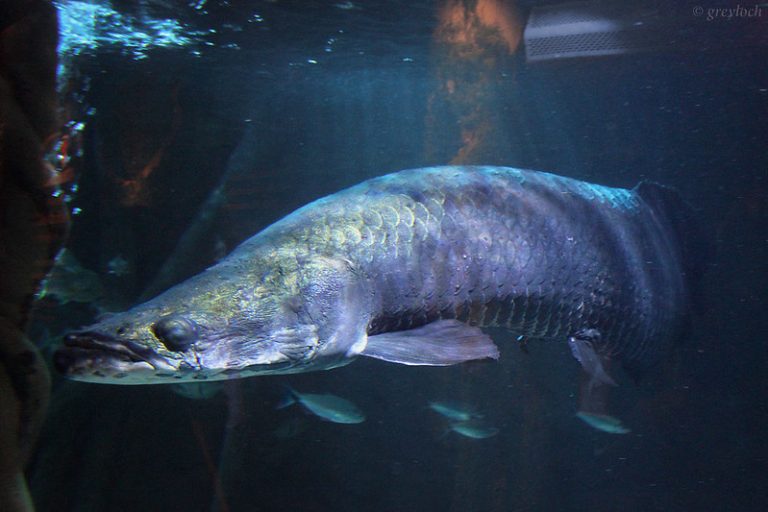 fakta ikan arapaima