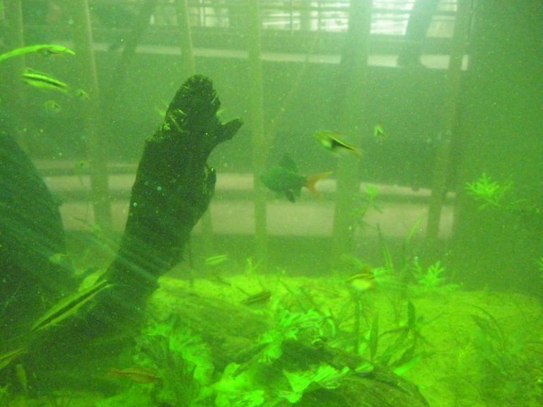 air aquarium cepat keruh