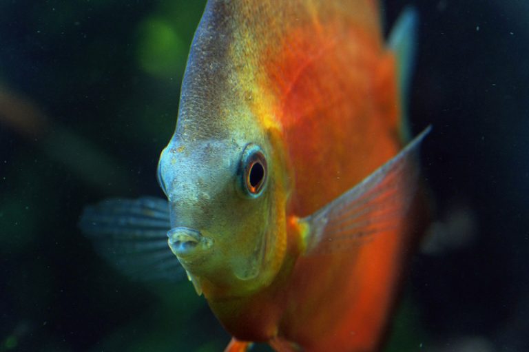pakan ikan discus