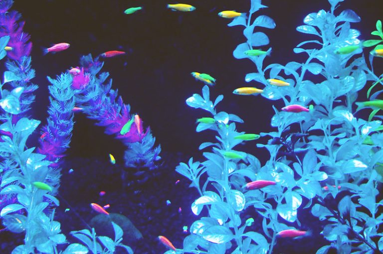 lampu untuk glofish