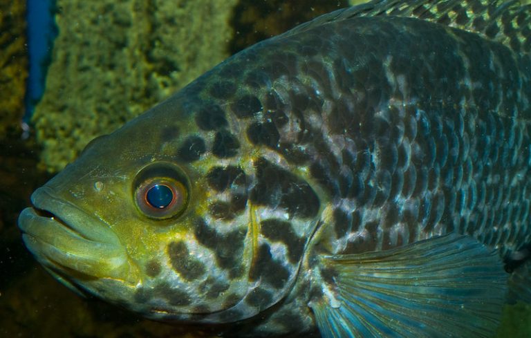 memelihara peacock bass