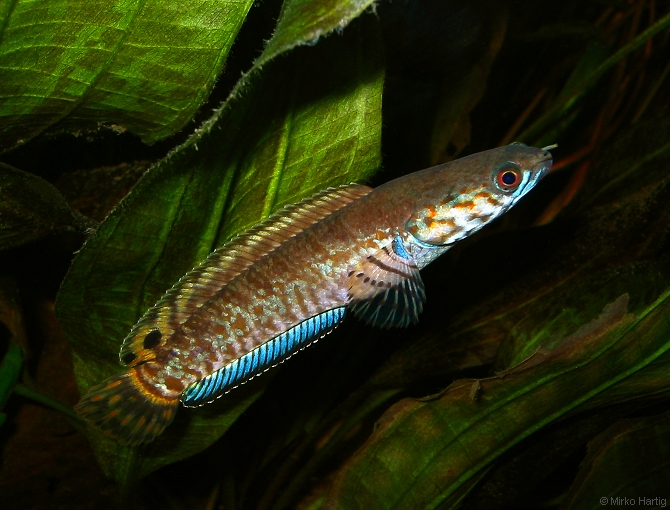 melatih ikan channa