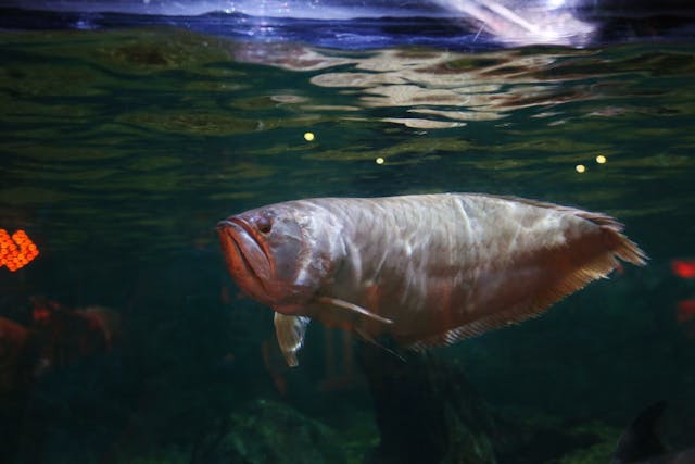 fakta ikan arwana