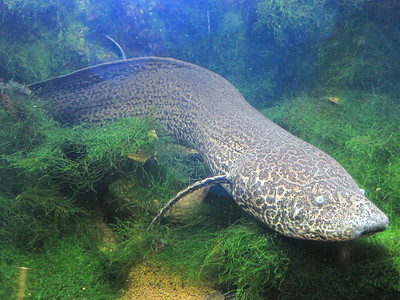 ikan purba