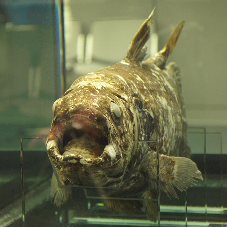 ikan purba