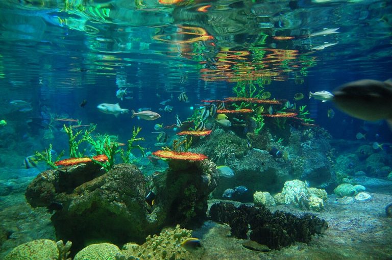 termometer aquarium