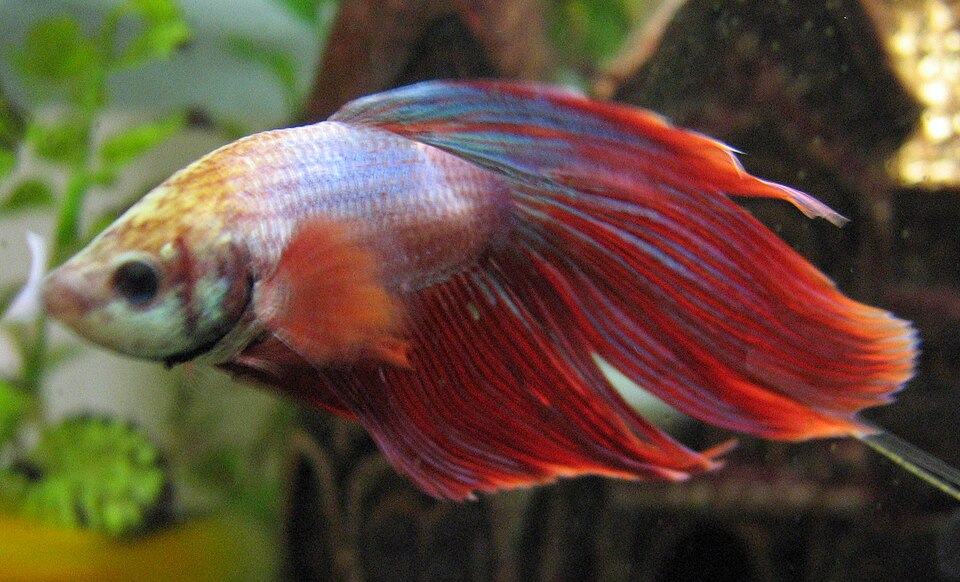 penyakit ikan cupang