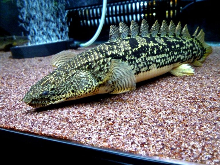 ikan bichir