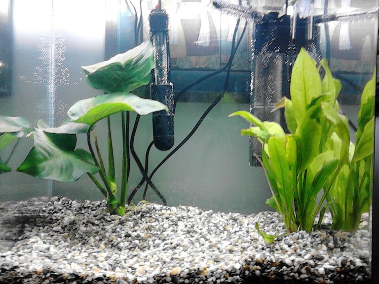 heater aquarium mati