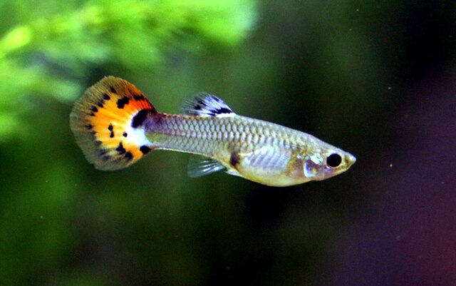 pakan peacock bass