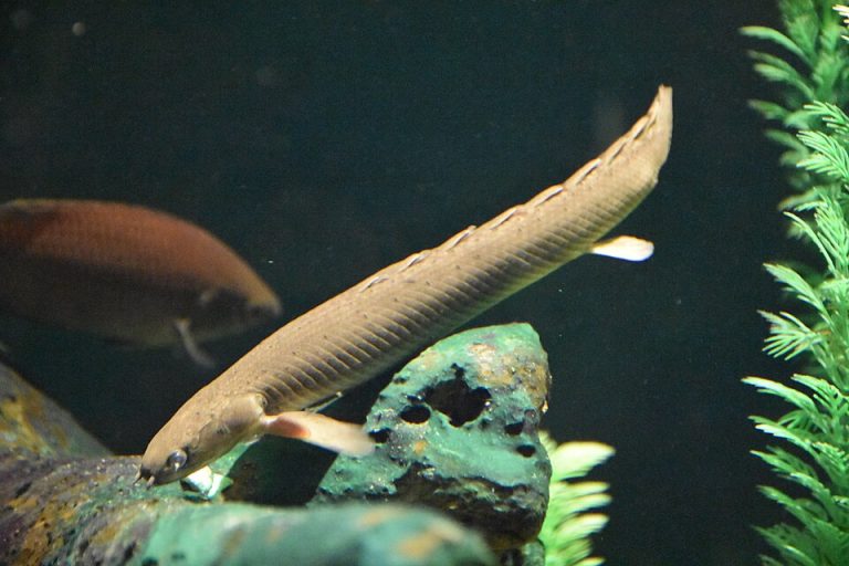 jenis ikan bichir