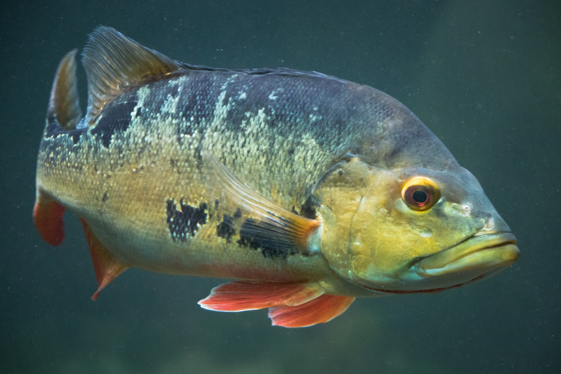 pakan peacock bass