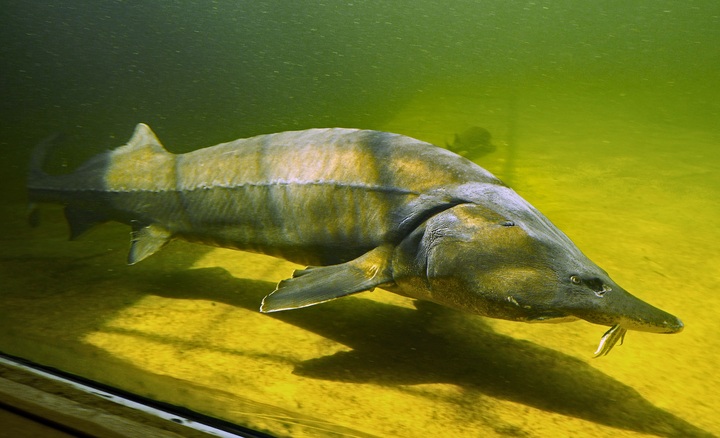 ikan purba
