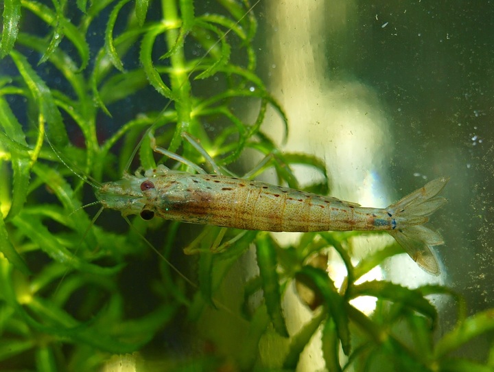 pakan peacock bass