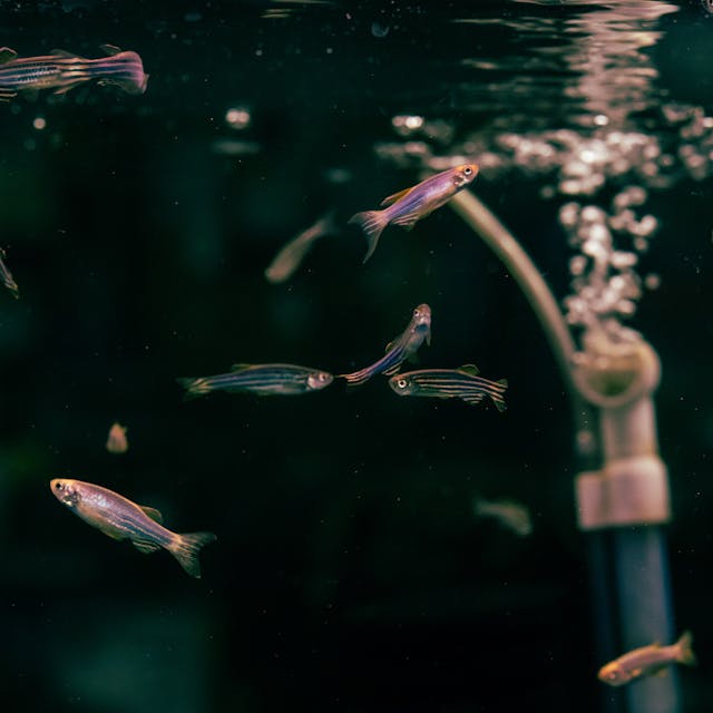 suhu air aquarium