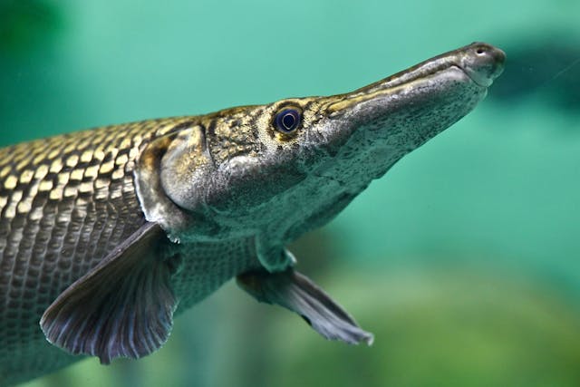 ikan purba