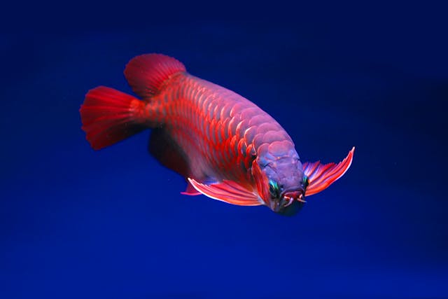 ikan purba