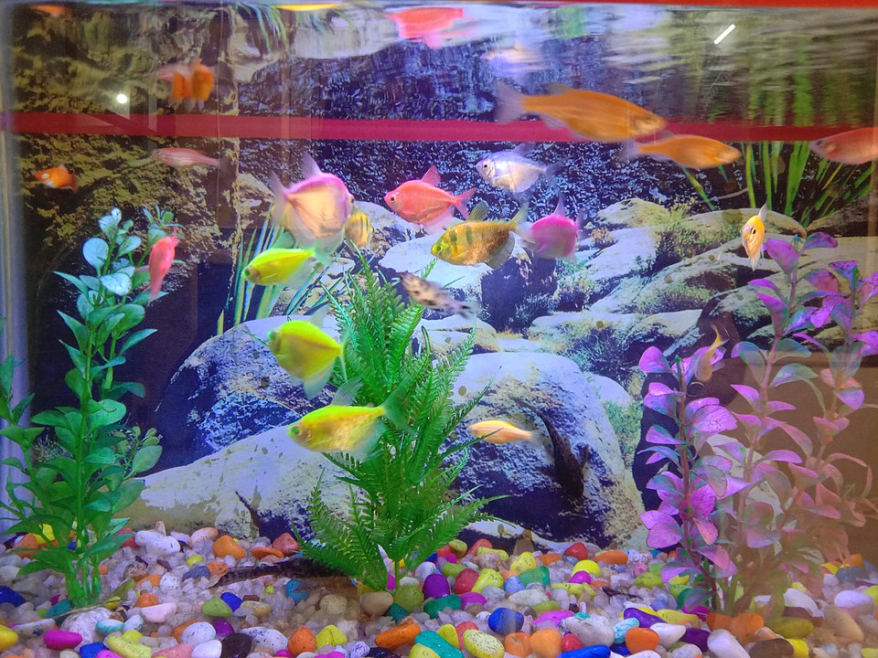 warna glofish memudar