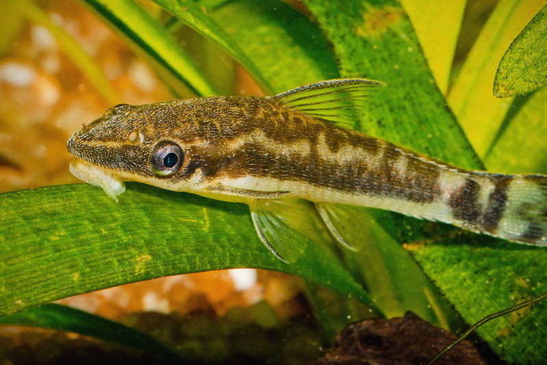 ikan otocinclus