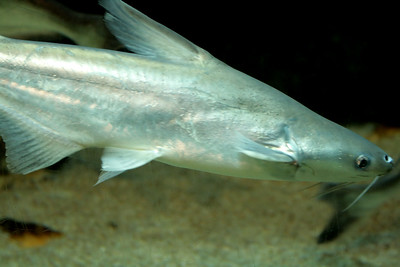 ikan peliharaan iqbalizda