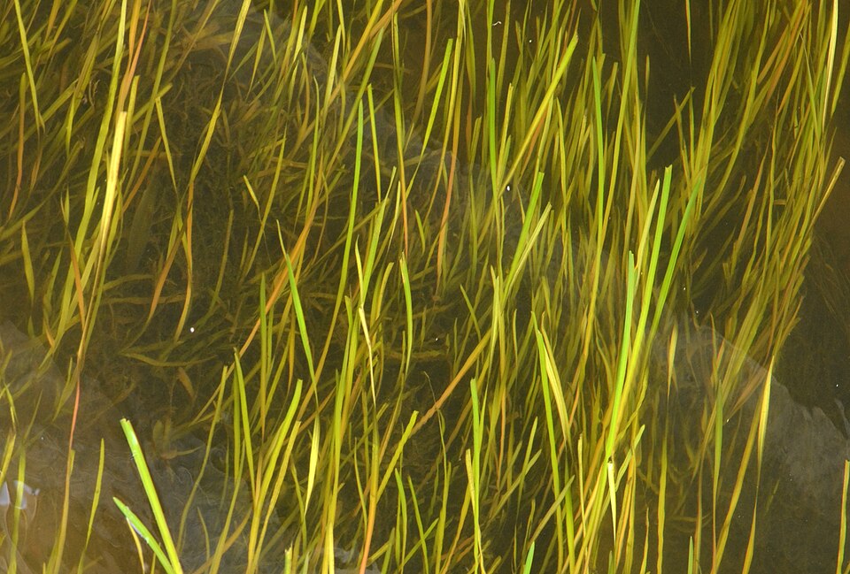 tanaman air vallisneria